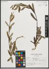 Foto von Salix purpurea L.